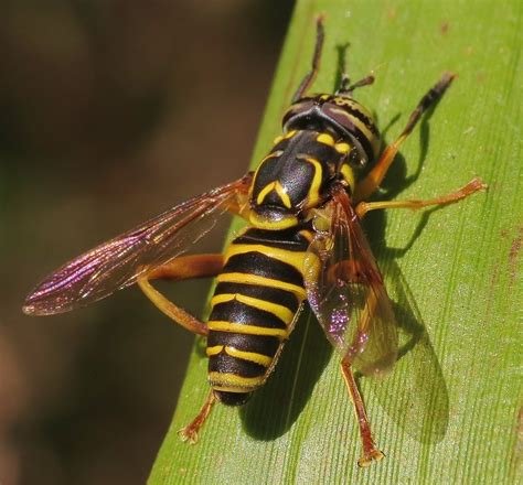 Eastern Hornet Fly Hoverflies Of North America INaturalist