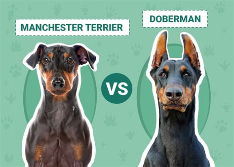 manchester terrier  doberman  differences  pictures dogster