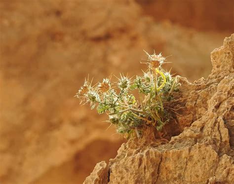 in Judean desert | Plants, Wall art, Decor