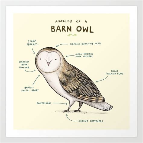 Anatomy Of A Barn Owl Art Print By Sophie Corrigan Society6