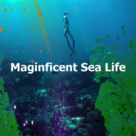 Maginficent Sea Life Album By Sea Nature Players Spotify