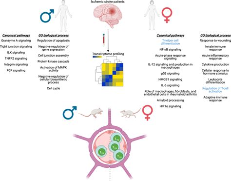 Sex Differences In The Systemic T Cell Response Following Stroke Tian Download Scientific