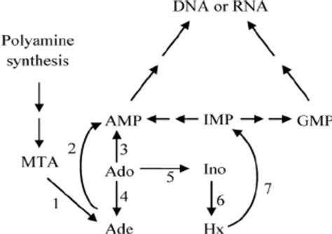 Enzymes Involved In Adenosine Metabolism 1 5 Ј Methylthioadenosine