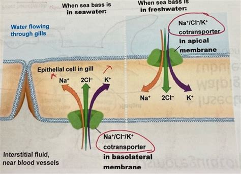 Bio Foundations Ch 40 Osmoregulation 2022 Flashcards Quizlet