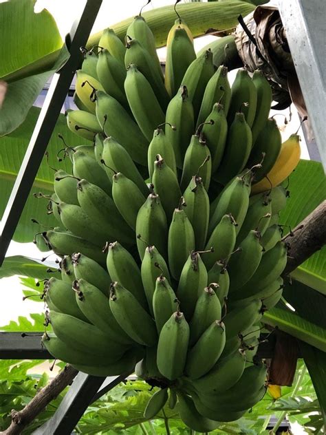 Pisang Raja plant, Furniture & Home Living, Gardening, Plants & Seeds ...