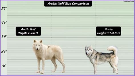 Arctic Wolf Size: How Big Are They Compared To Others?