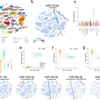 Mirna Activity In Single Cells A T Sne Plot Showing Clusters Of Cell