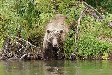 Alaska Brown Bear Experience - Barry Spruce Photography Tours