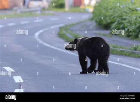 Ussuri brown bear Ursus arctos lasiotus. Shiretoko National Park ...