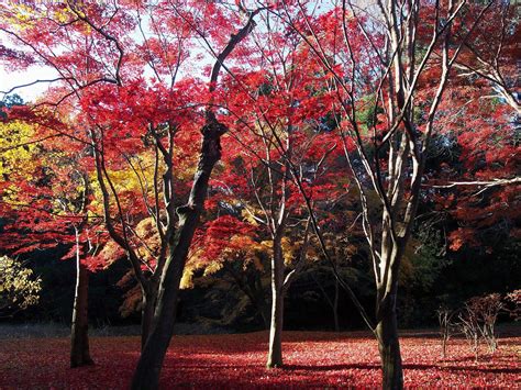 偕楽園の紅葉情報 紅葉名所2018 ウォーカープラス