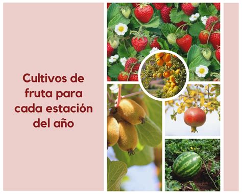 Cultivos De Fruta Para Cada Estación Del Año Toda La Información Plantas