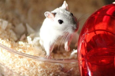 Pet Gerbil Care Guide Petful