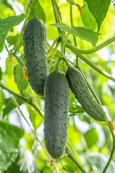 Pickling Cucumber Varieties - 3 Perfect Choices To Grow For Great Pickles