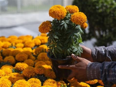 Trucos Para Que Tus Flores De Cempas Chil No Se Marchiten En Tu Ofrenda