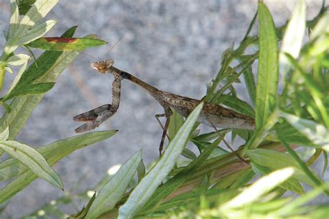 Praying Mantis Painting By Jason Pierce Fine Art America