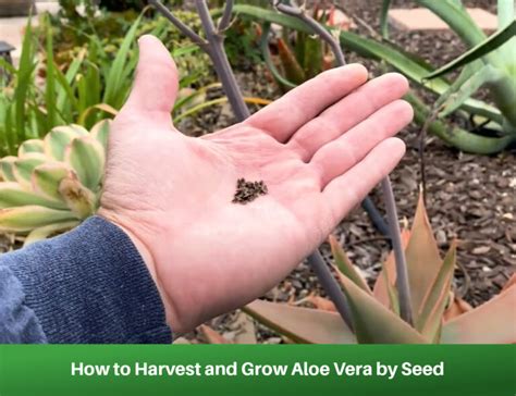 How To Harvest And Grow Aloe Vera By Seed