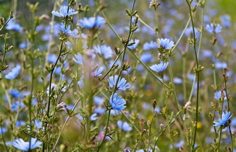 A Day In The Life Of A Chicory Flower — The Nature Institute