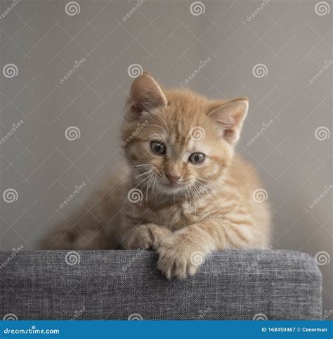 Teeny Little Ginger Kitten 8 Weeks Old Stock Image - Image of kitten