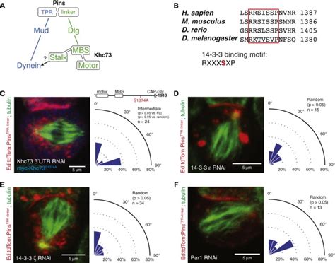 A NudE 14 3 3 Pathway Coordinates Dynein And The Kinesin Khc73 To