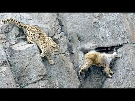 Leopardo Das Neves Um Dos Felinos Mais Raros Do Mundo Youtube