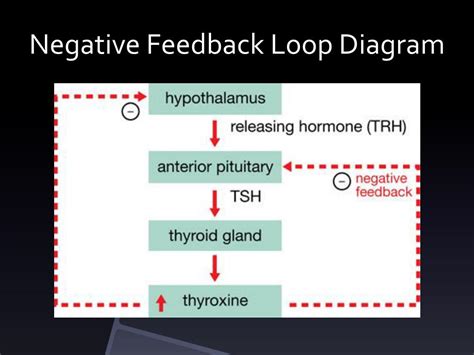 Thyroid Negative Feedback Loop Diagram