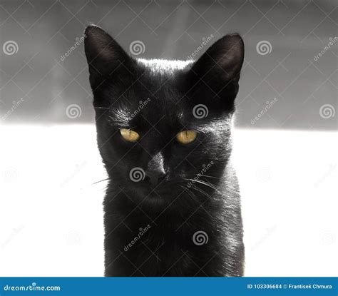 Black Cat with Yellow Eyes stock photo. Image of mammal - 103306684