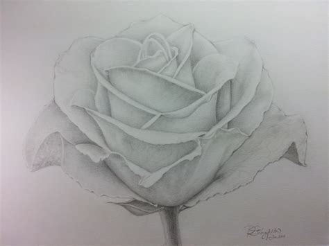 Rose Garden Drawing at PaintingValley.com | Explore collection of Rose ...