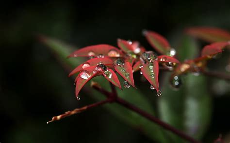 Rose Flower Macro Water Drops Hd Naturaleza Flor Macro Agua Gotas