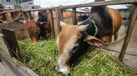 Distribusi Belum Merata Nu Ajak Warga Salurkan Daging Ke Daerah Minim