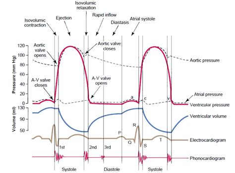 Cardiac Cycle Ecg Diagram