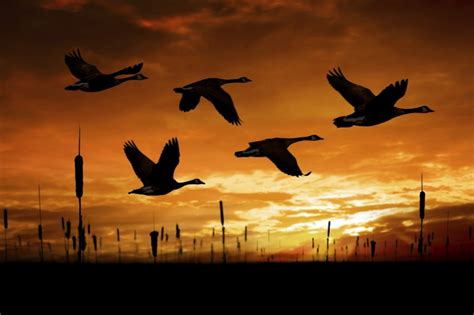 Птицы в небе — Birds in the sky