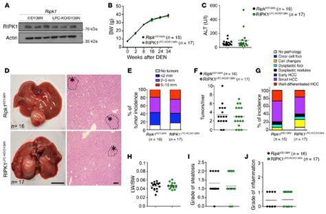 Ripk1 Kinase Activity Does Not Regulate Den Induced Liver Download