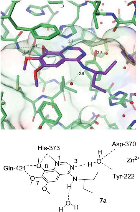 X Ray Structure The Of Pde1b7a Complex Top And Schematic