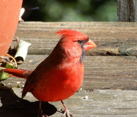 Northern Cardinal