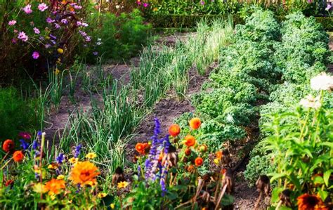 Why Should You Grow Flowers With Vegetables Slick Garden