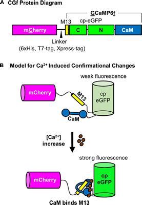 Frontiers A Ratiometric Calcium Reporter Cgf Reveals Calcium Dynamics