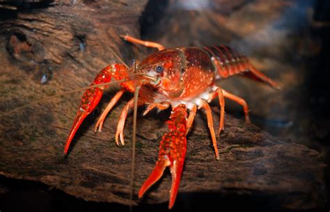 Crayfish - The Care, Feeding and Breeding of Freshwater Crayfish (Crawfish) - Aquarium Tidings