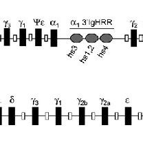 Schematic Of The Human Versus Mouse Igh Gene Locus Simplified Diagram