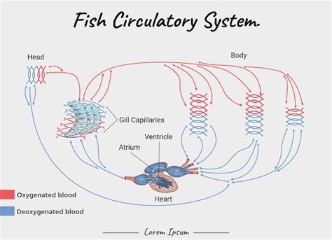 Premium Vector | Fish Circulatory System