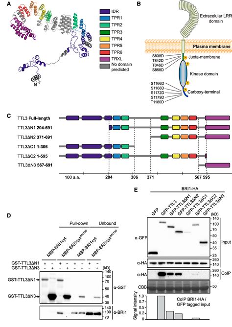 Figure From Ttl Proteins Scaffold Brassinosteroid Signaling