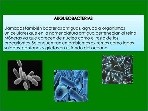 Microorganismo Concepto Tipos Caracteristicas Y Ejemplos Images