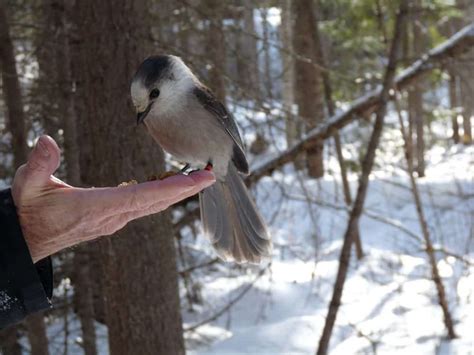 The Amazing Gray Jay – our national bird-designate – Our Changing Seasons