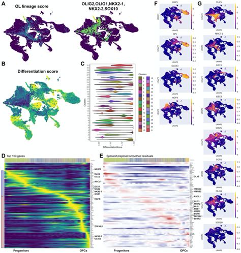 Convergent Paths From Radial Glia Through Glioblasts To OPCs In The