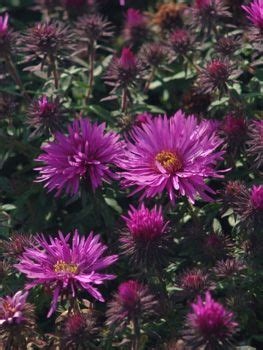 Aster Novae Angliae Vibrant Dome Van Berkum Nursery Hot Pink