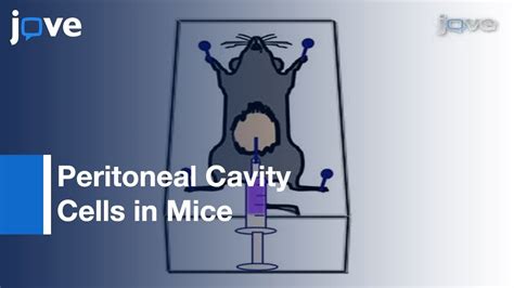 Peritoneal Cavity Cells In Mice Youtube