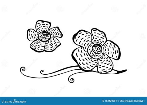 Rafflesia Giant Flower Sketch Engraving Vector | CartoonDealer.com ...