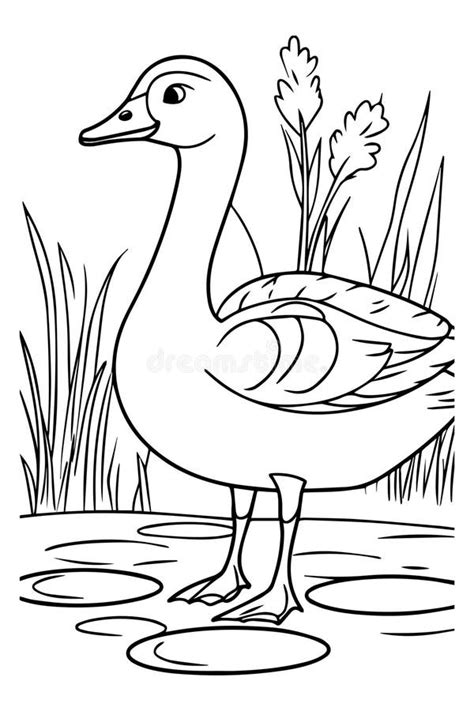 Goose In A Pond Coloring Page For Coloring Books Or Educational