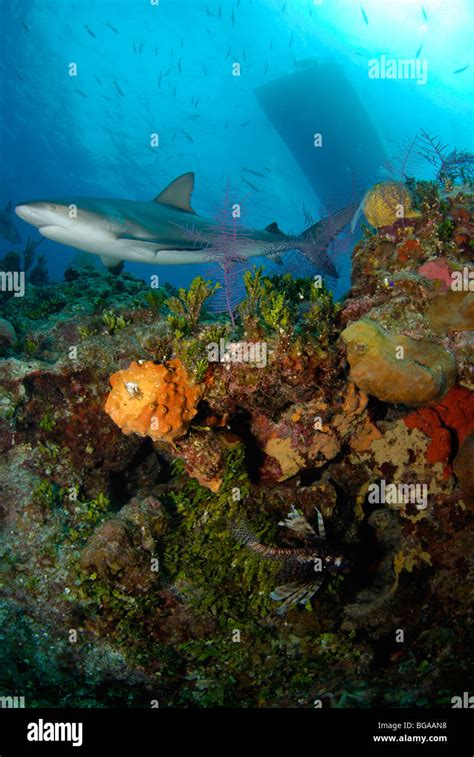 Shark On Coral Reef Stock Photo Alamy