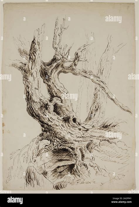 Tree Trunk Pencil Drawing