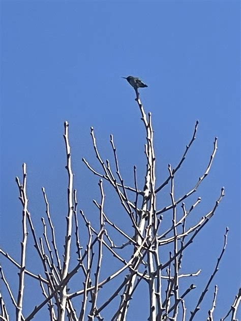 Hummingbirds From Joe Dimaggio Playground San Francisco Ca Us On